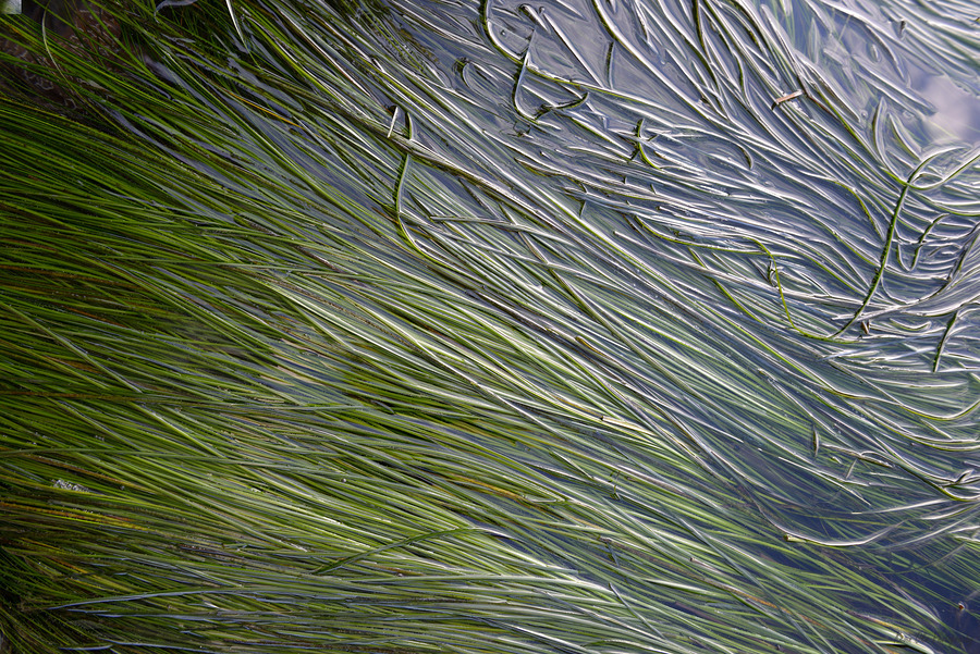 Eel grass in a tide pool  Print