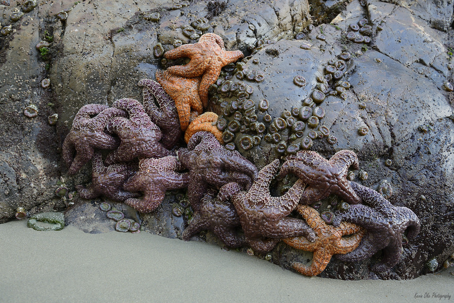 Sea stars on the rocks at Tonquin Beach  Print