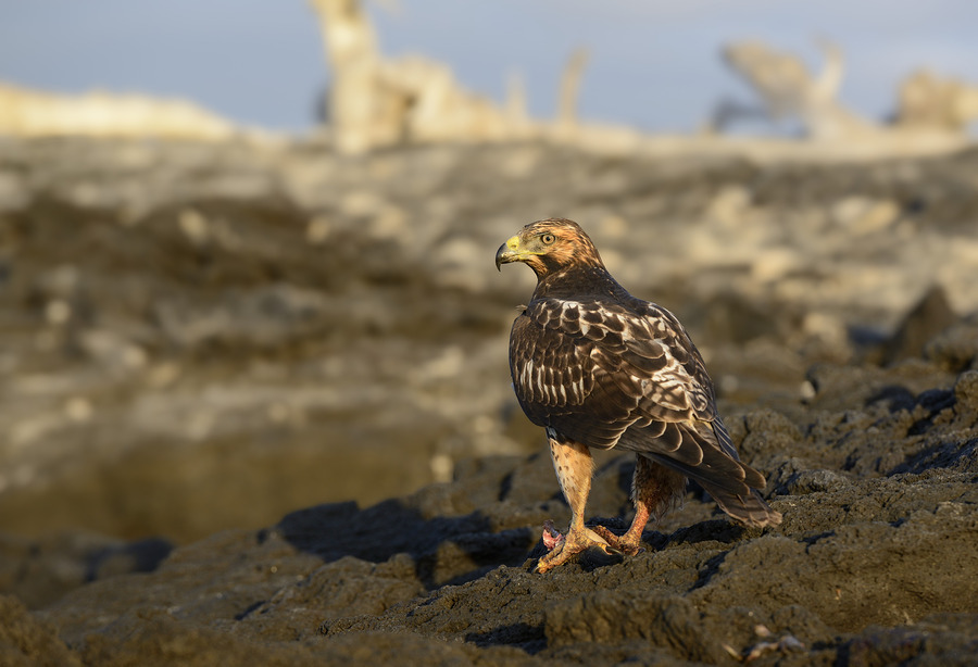 Galapagos Hawk Buteo galapagoensis perched on lava  Print