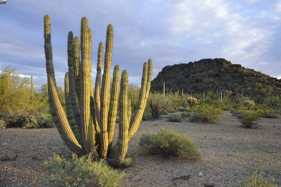 Organ Pipe Cactus  Print
