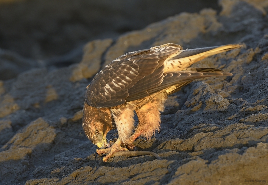 Galapagos Hawk Buteo galapagoensis eating a marine iguana Punta Espinosa Fernandina Island Galapagos Islands Ecuador
  Print