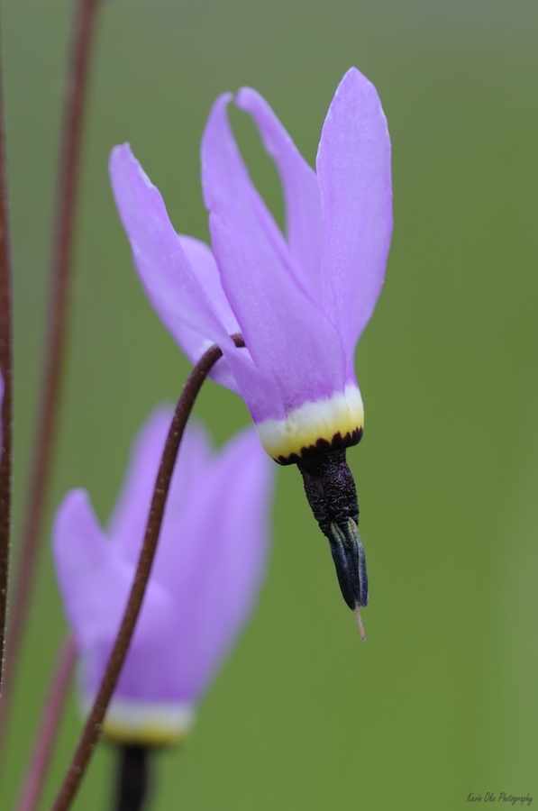 Shooting Star Dodecatheon pulchellum Cowichan Garry Oak Preserve Cowichan Valley Vancouver Island British Columbia.  Print