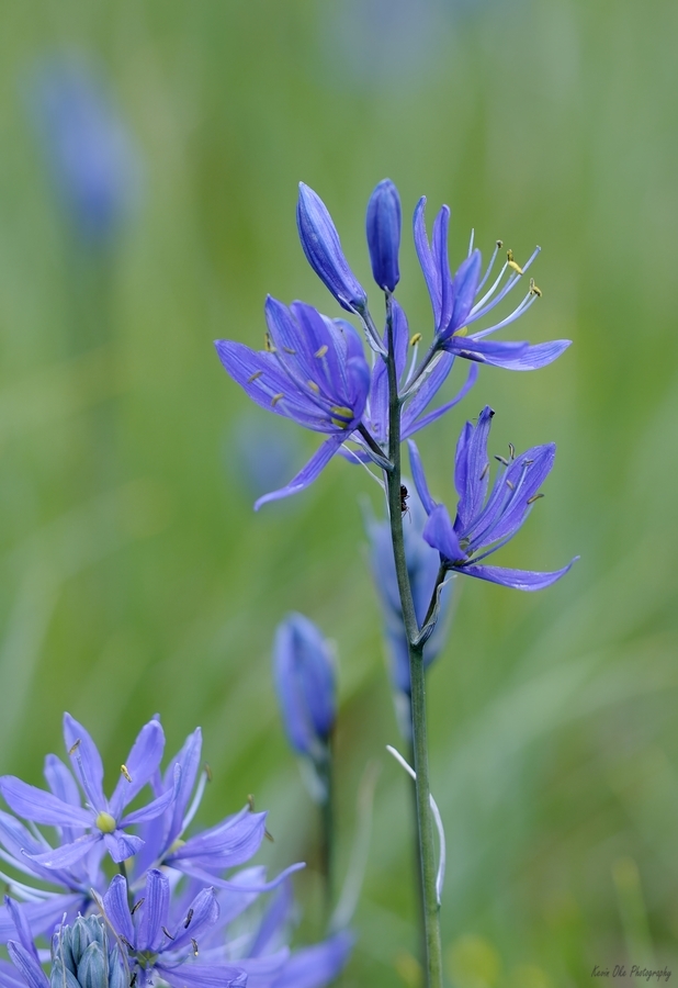 Common Camas Camassia quamash Cowichan Garry Oak Preserve Cowichan Valley Vancouver Island British Columbia.  Print