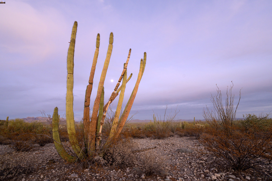 Organ Pipe Cactus  Print