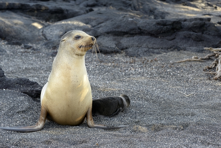 Galapagos sea lion female with pup Punta Espinosa Fernandina Island Galapagos Islands Ecuador  Print