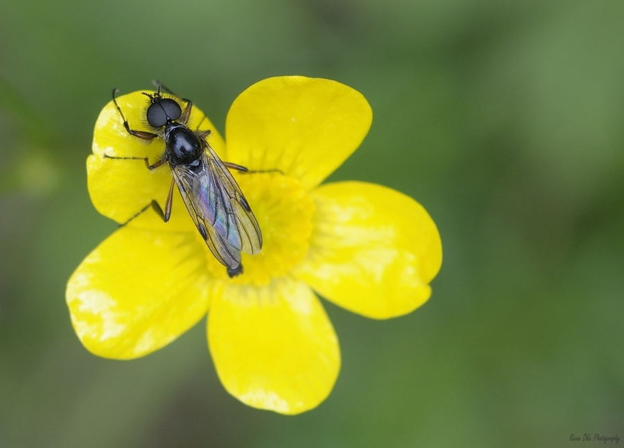 Buttercup Ranunculus Cowichan Valley Vancouver Island British Columbia Canada  Imprimer
