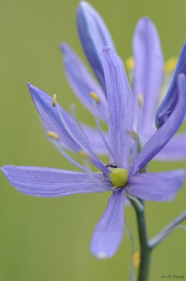 Common Camas Camassia quamash Cowichan Garry Oak Preserve Cowichan Valley Vancouver Island British Columbia.  Imprimer