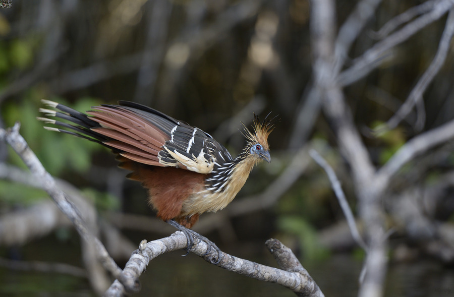 Hoatzin Opisthocomus hoazin on a branch over Lake Garzacocha La Selva Jungle Eco Lodge Amazon Basin Ecuador  Print