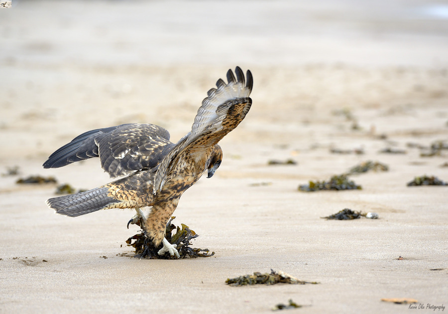 Galapagos Hawk landing on Espumilla Beach. Santiago Island. Galapagos Islands. Ecuador  Print