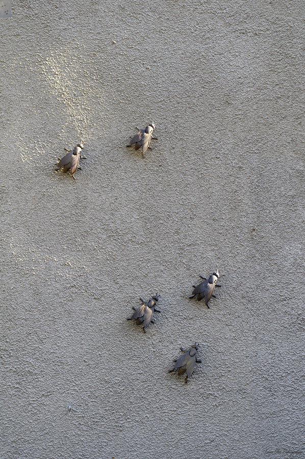 Metal fly sculpture on a house wall Tannay Nièvre Burgundy France  Print