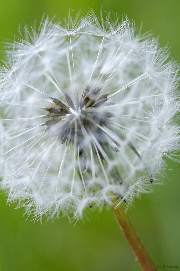 Dandelion Cowichan Valley Vancouver Island British Columbia Canada  Imprimer