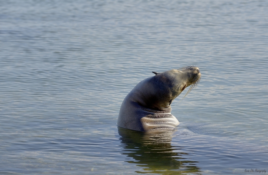 Galapagos sea lion Zalophus wollebaeki stretching Punta Espinosa Fernandina Island Galapagos Islands Ecuador  Print
