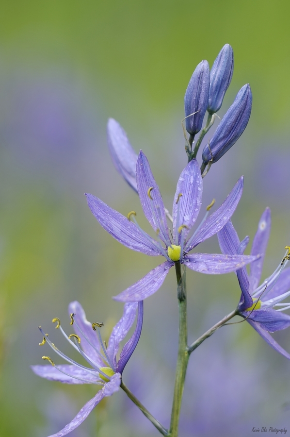 Common Camas Camassia quamash Cowichan Valley Vancouver Island British Columbia Canada  Print