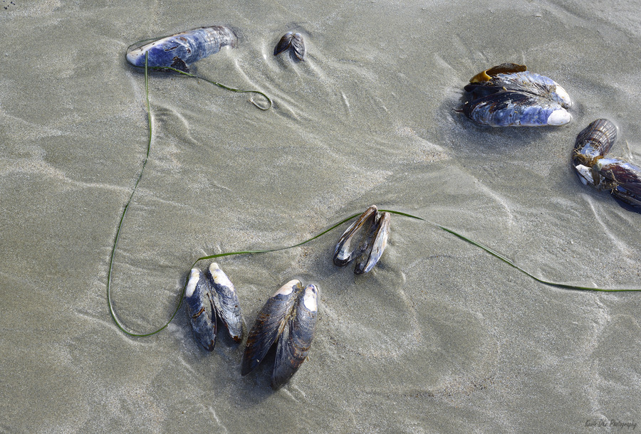Abstract photo of mussels on the sand Chesterman Beach  Print