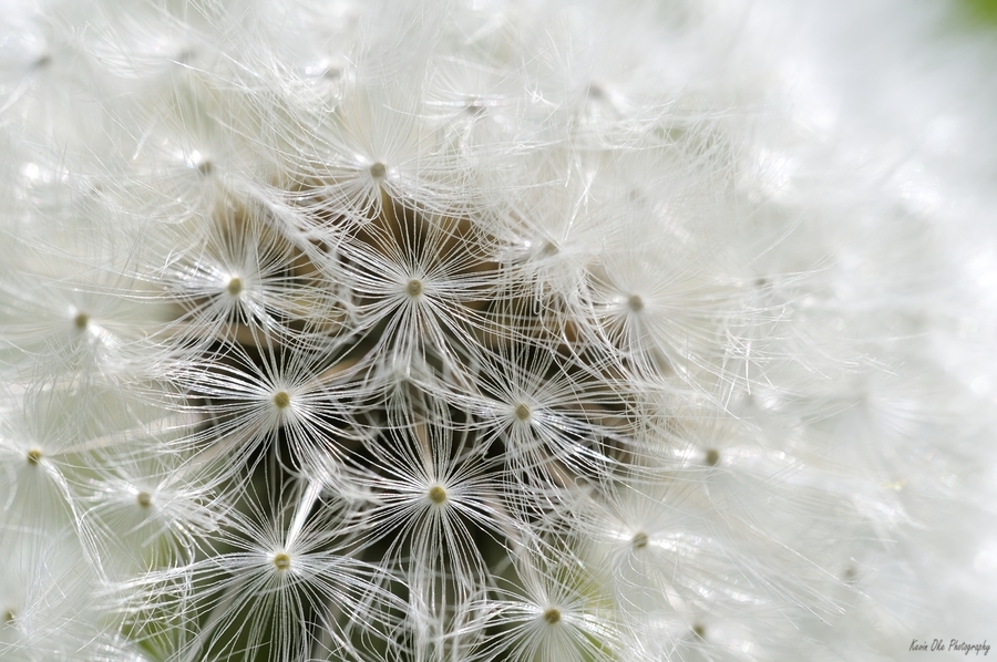 Dandelion Cowichan Valley Vancouver Island British Columbia Canada  Imprimer