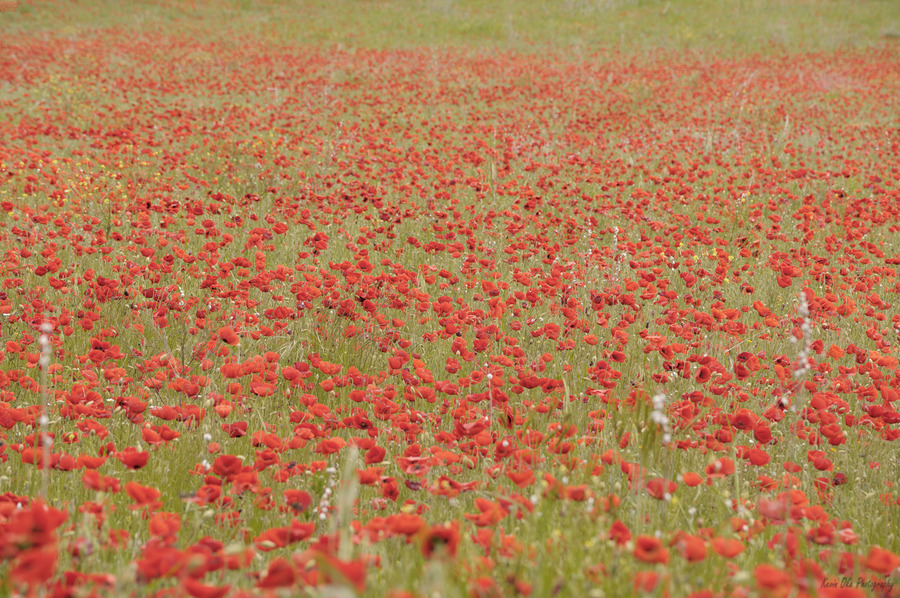 Red poppies - Roussillon  Print