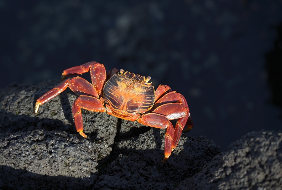 Sally Lightfoot crab Grapsus grapsus on black lava Punta Espinosa Fernandina Island Galapagos  Islands Ecuador  Imprimer