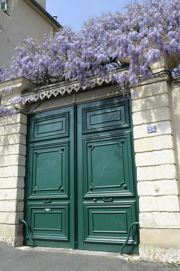 Green door with Wisteria plant in bloom. Nevers Nievre. France  Imprimer