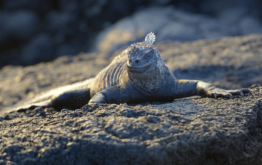 Marine Iguana at sunset Amblyrhynchus cristatus Punta Espinosa Fernandina Island Galapagos Islands Ecuador  Imprimer