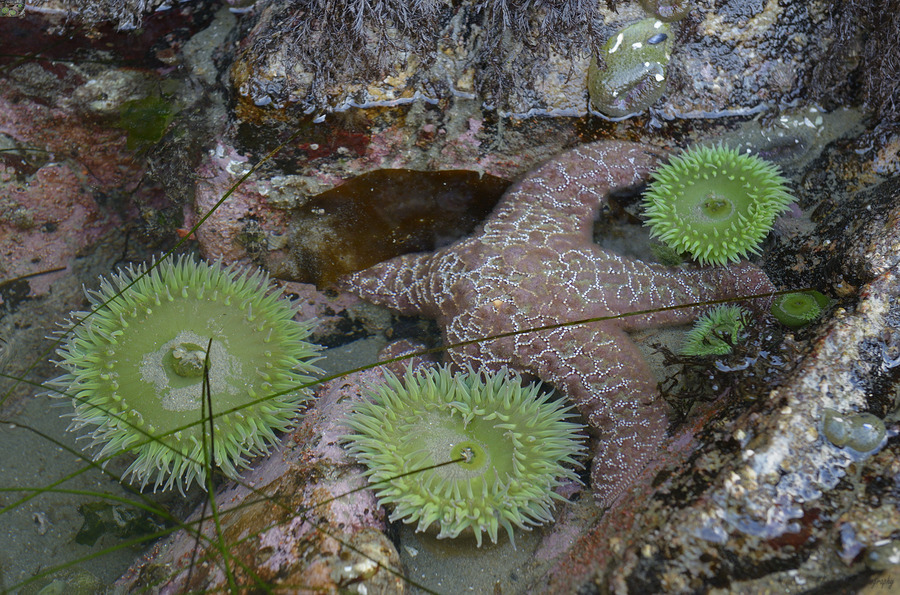 Anemones and eel grass in a tidepool  Print