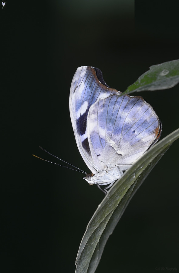 Butterfly at the La Selva Jungle Lodge butterfly farm  Print