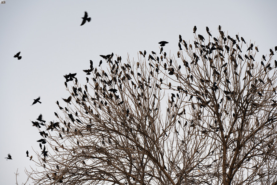 Birds in Flight  Print