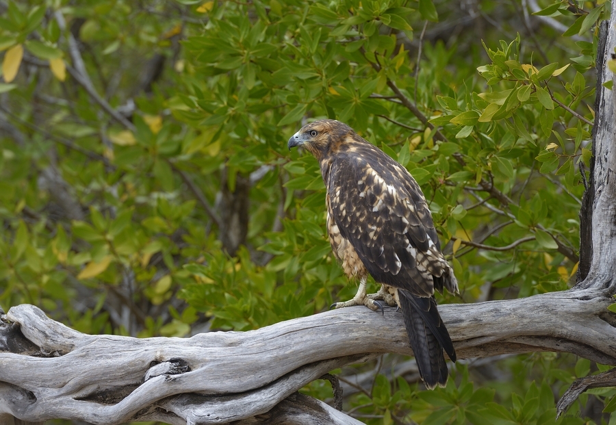 Galapagos Hawk Buteo galapagoensis Espumilla Beach Santiago Island Galapagos Islands Ecuador
  Print