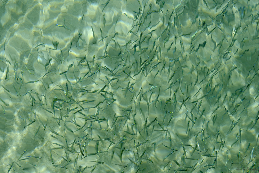 Small reef fish  Print