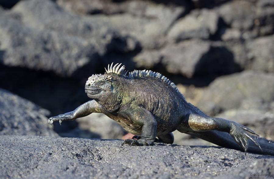 Marine Iguana Amblyrhynchus cristatus walking Punta Espinosa Fernandina Island Galapagos Islands Ecuador  Imprimer
