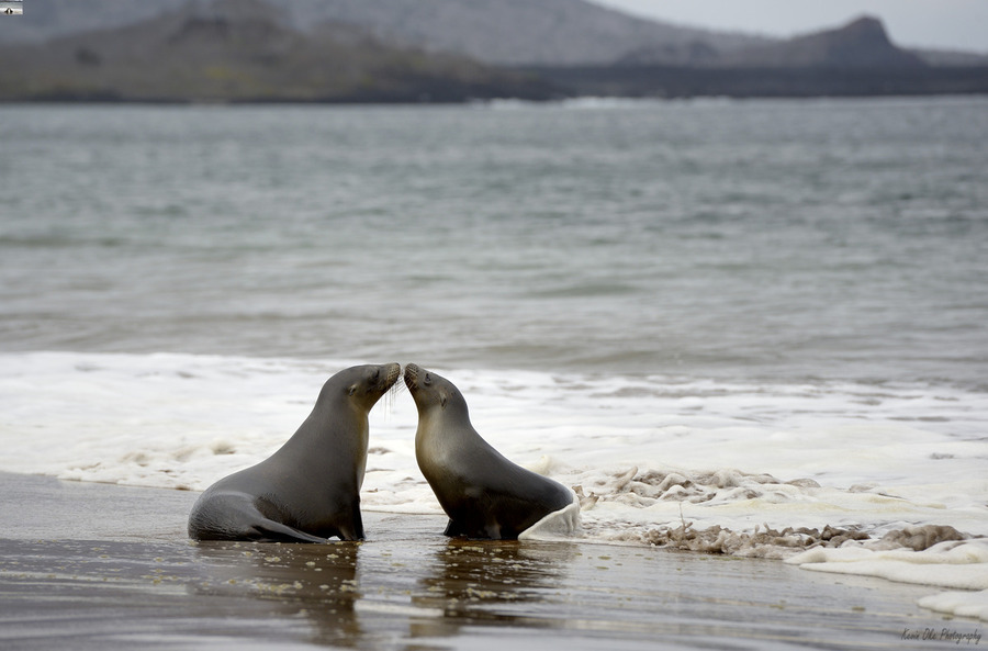 Galapagos sea lions  Print
