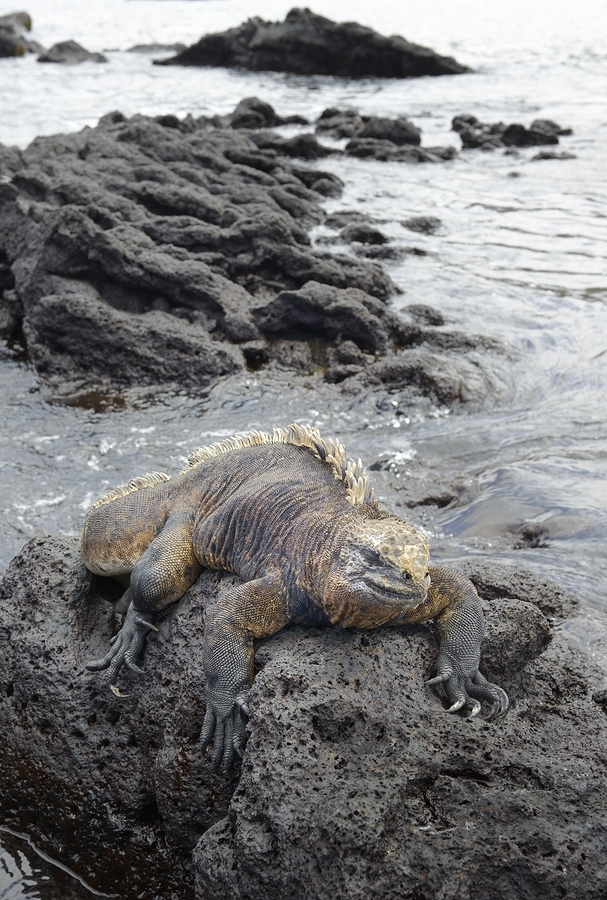 Marine Iguana Amblyrhynchus cristatus Urbina Bay Isabela Island Galapagos Islands Ecuador  Print