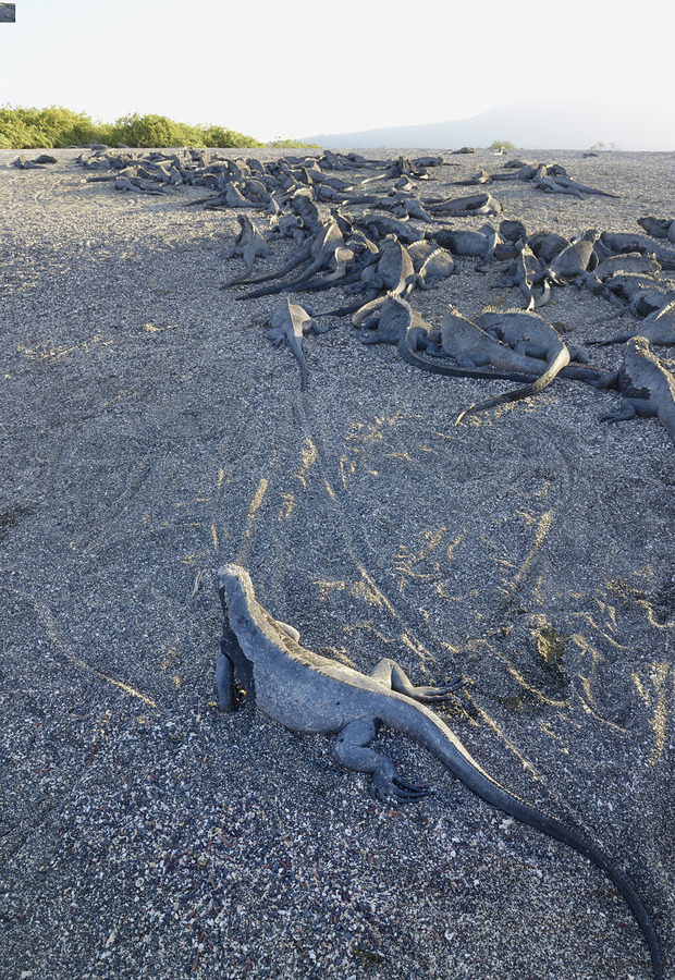 Group of Marine Iguanas on the sand. Punta Espinosa. Fernandina Island. Galapagos Islands. Ecuador  Print