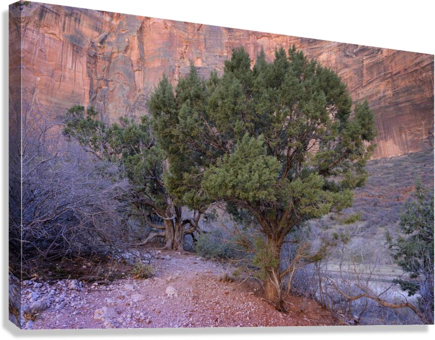 Zion National Park Utah Canvas Print
