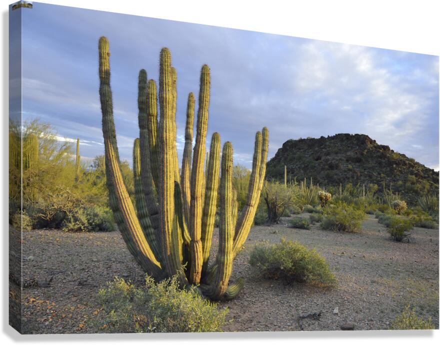 Organ Pipe Cactus Canvas Print
