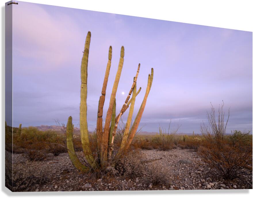 Organ Pipe Cactus Canvas Print