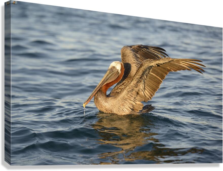 Brown Pelican  Canvas Print