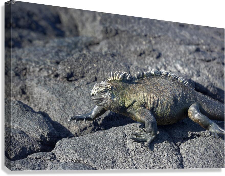 Marine Iguana Canvas Print