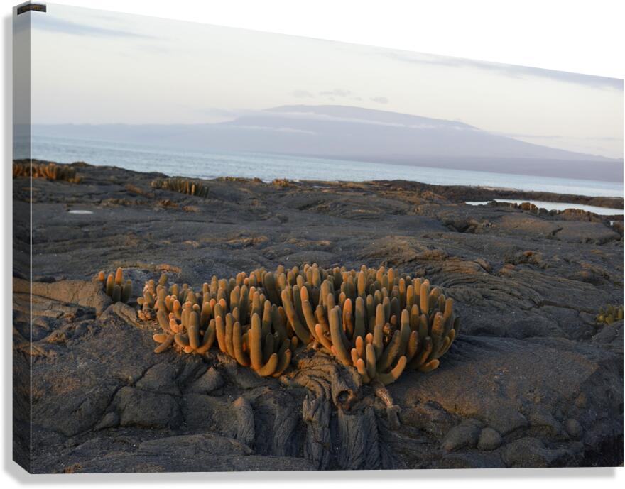 Lava Cactus Canvas Print
