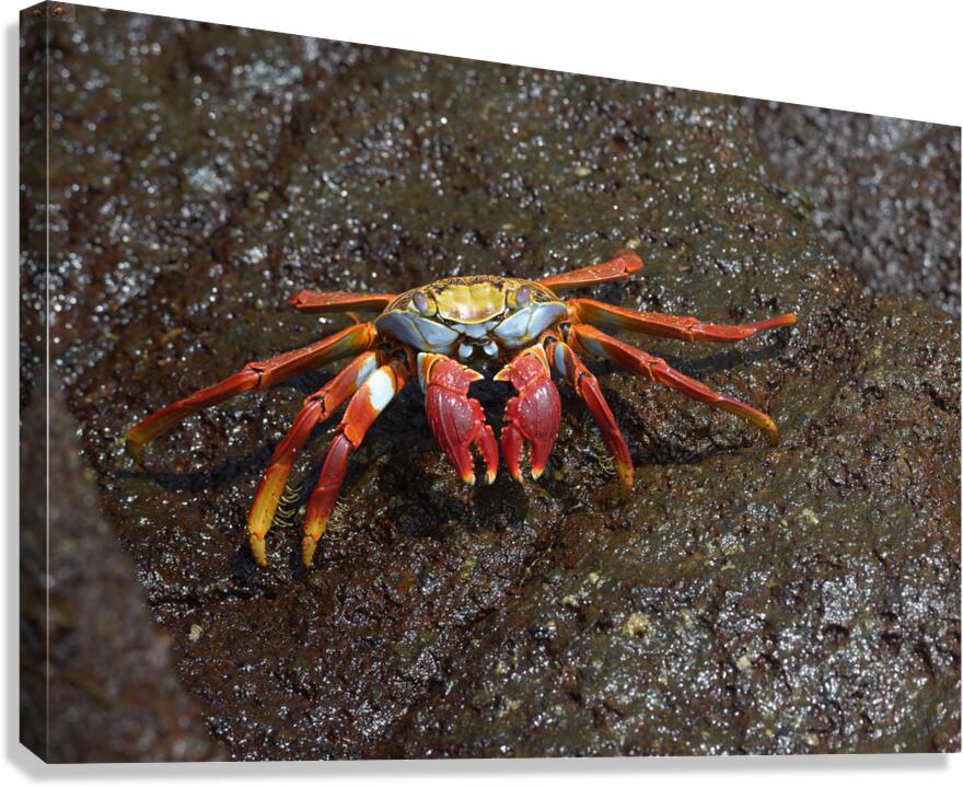 Sally Lightfoot crab Canvas Print