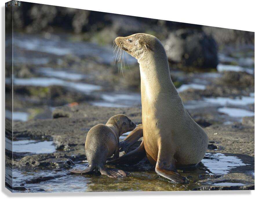 Galapagos sea lion Canvas Print