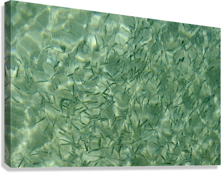 Small reef fish Canvas Print