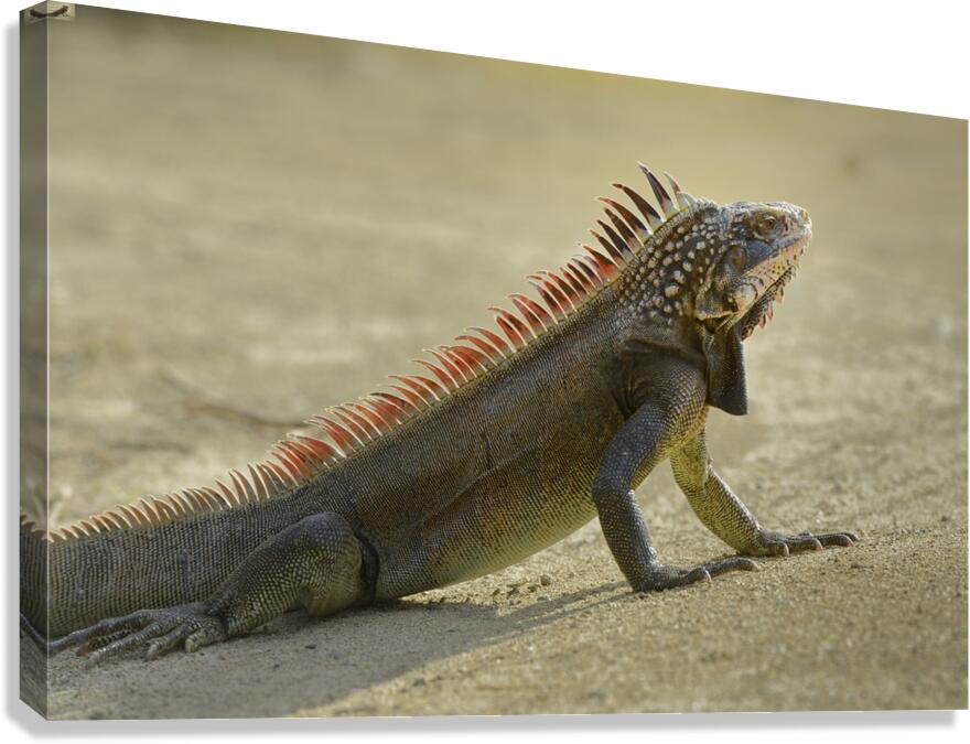 Green Iguana Canvas Print