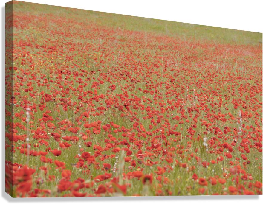 Red poppies - Roussillon Canvas Print