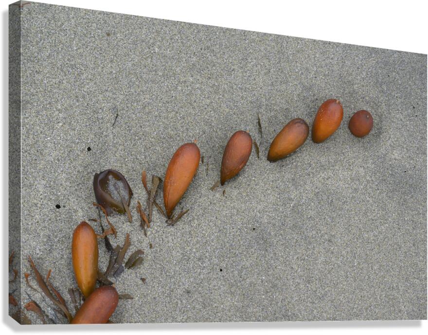 Seaweed floats - Florencia Beach Canvas Print