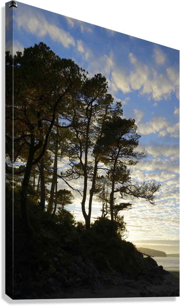 Gnarled trees at sunset Canvas Print