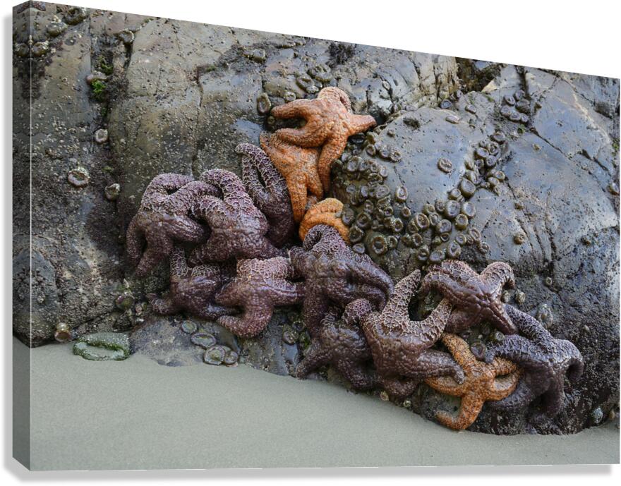 Sea stars on the rocks at Tonquin Beach Canvas Print