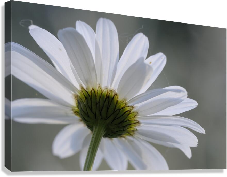 Daisy Cowichan Valley Vancouver Island British Columbia Canada Canvas Print