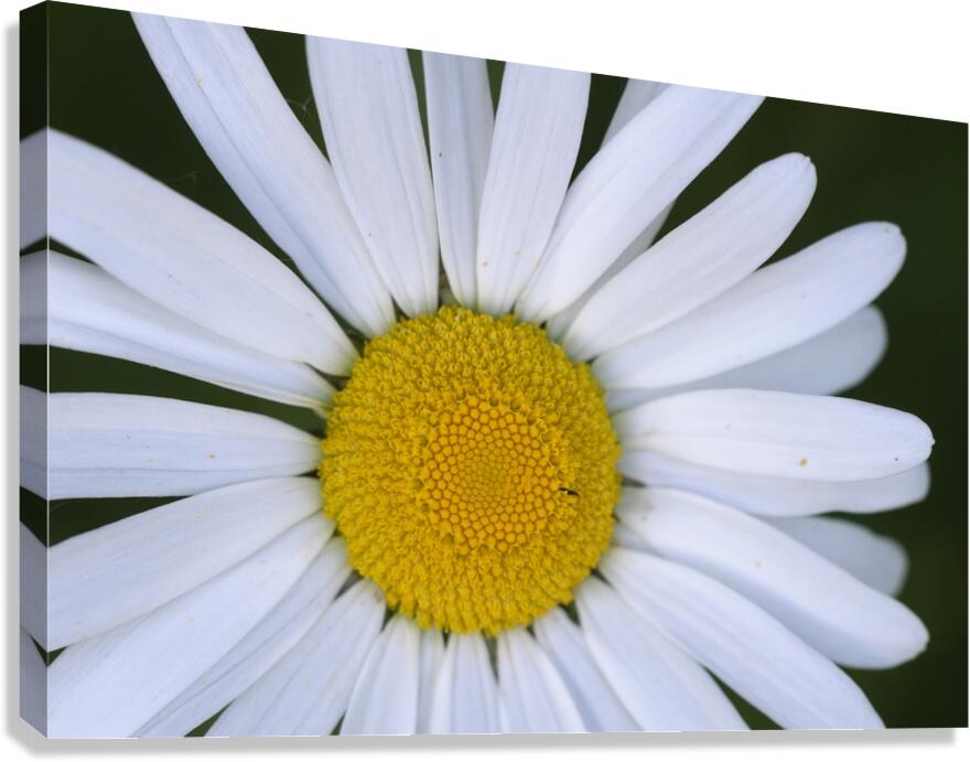 Daisy Cowichan Valley Vancouver Island British Columbia Canada Canvas Print