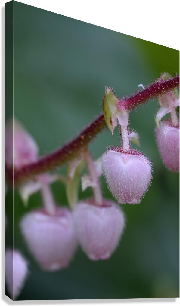 Salal Gaultheria shallon Cowichan Valley Vancouver Island British Columbia Canada Canvas Print