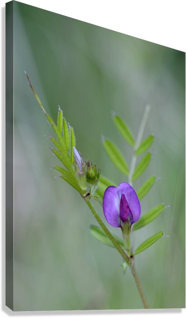 Purple wildflower Cowichan Valley Vancouver Island British Columbia Canada Canvas Print